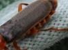 Cantharis lateralis